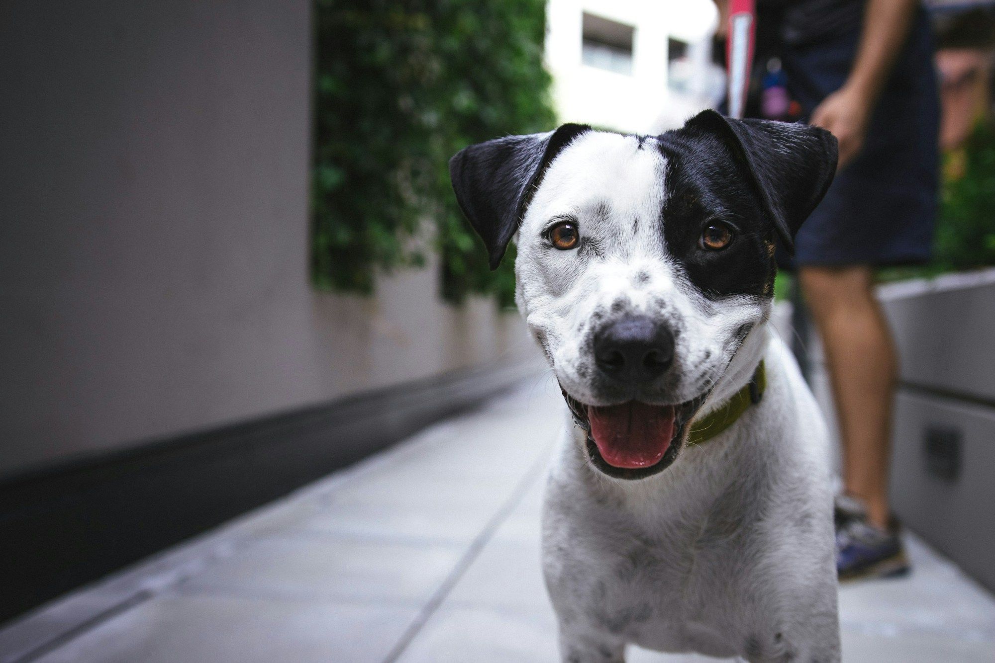 A dog in soft natural light, editorial portrait
