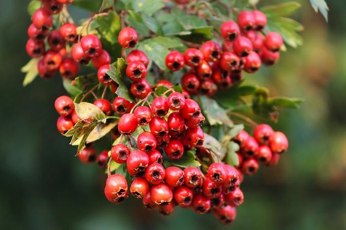 Hawthorn Berry Tree