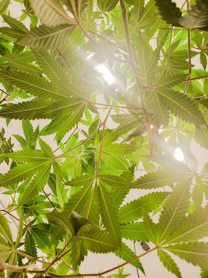 Sungrown Cannabis