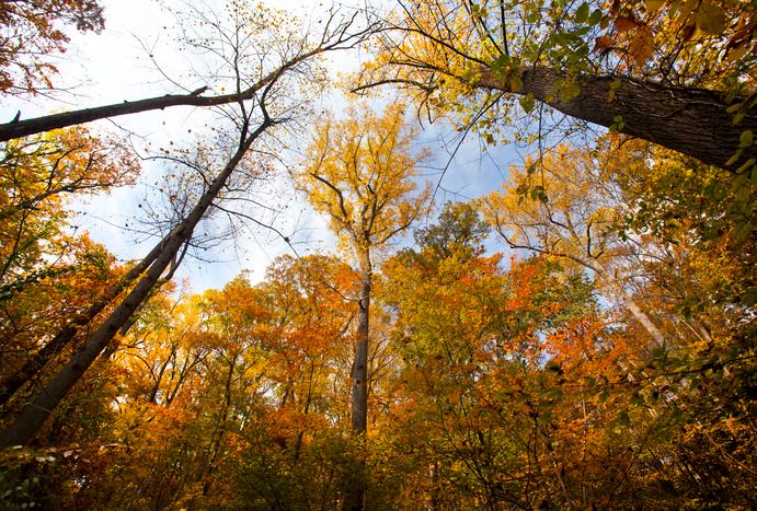 Cleveland Park's Tree Canopy Walking Tour with Casey Trees