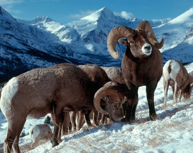 Top Five Fridays November 19, 2021: Bighorn Ram Image