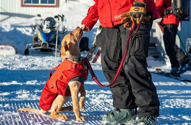 Top Five Fridays January 10, 2025: Park City Dog Patrol Image