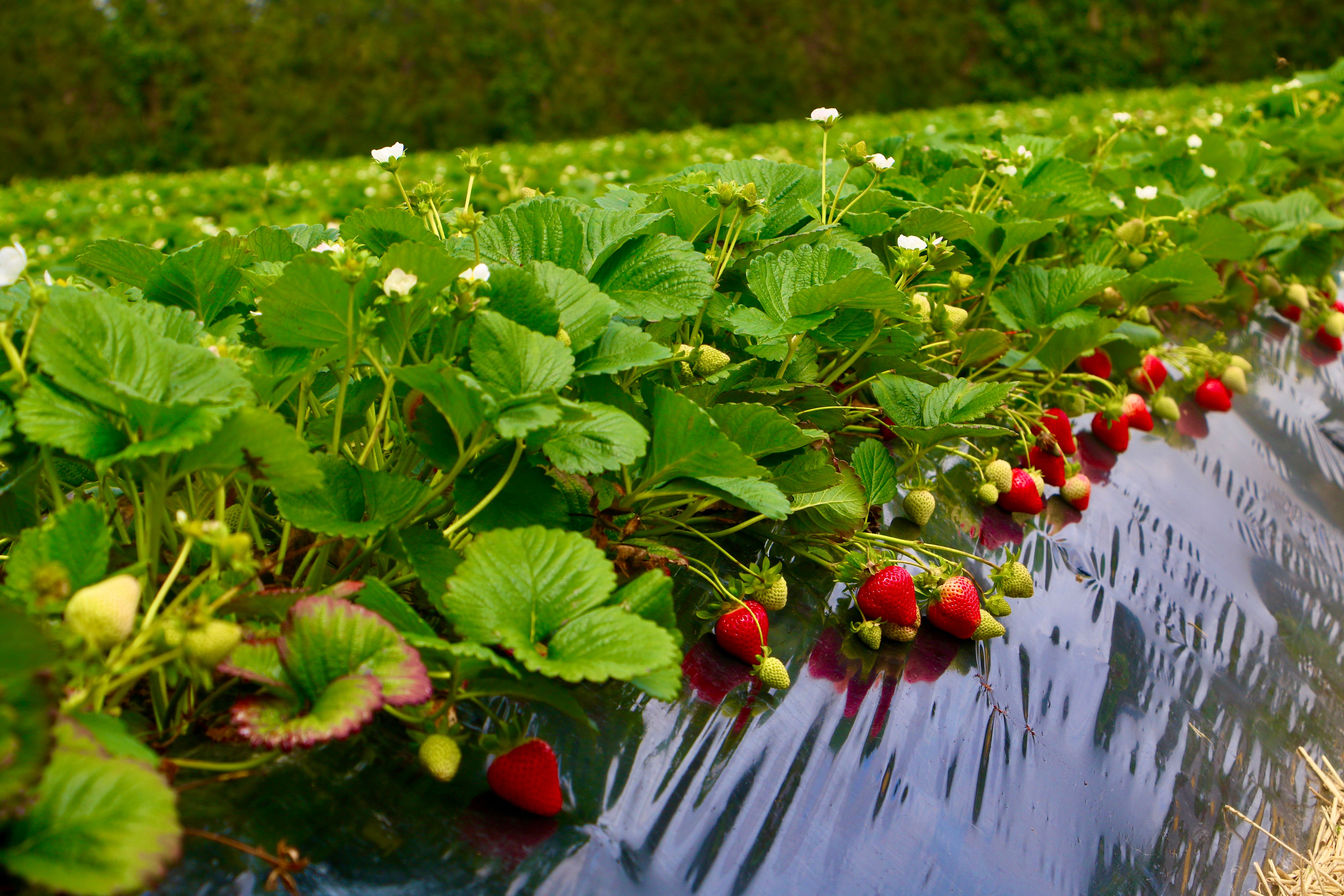 Barker's of Geraldine