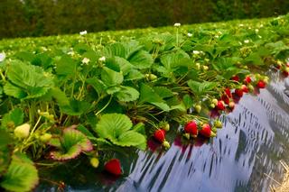 Barker's of Geraldine