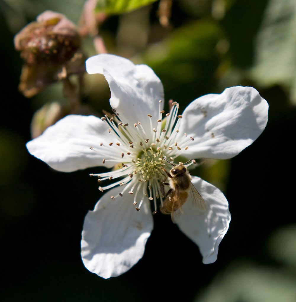 Barker's of Geraldine