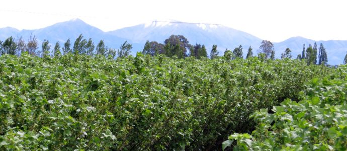 Barker's of Geraldine