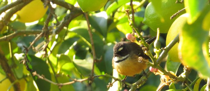 Barker's of Geraldine