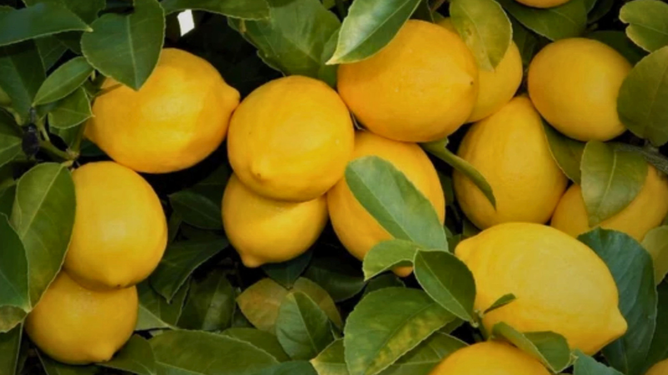 Barker's of Geraldine