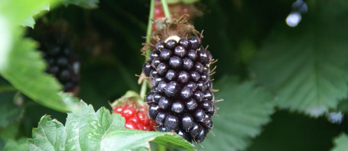 Barker's of Geraldine