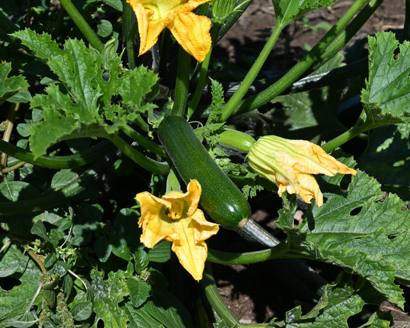 Barker's of Geraldine