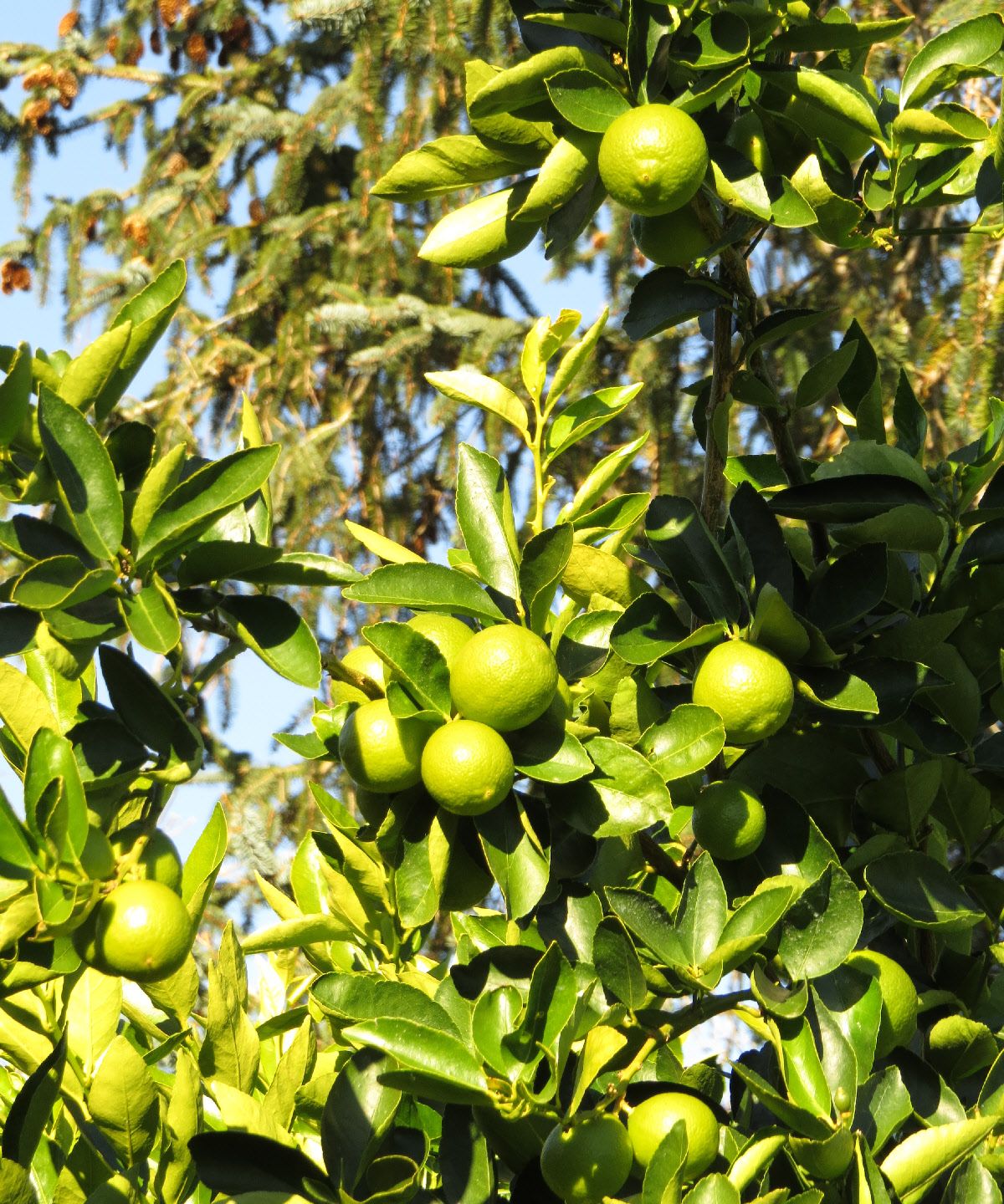 Barker's of Geraldine