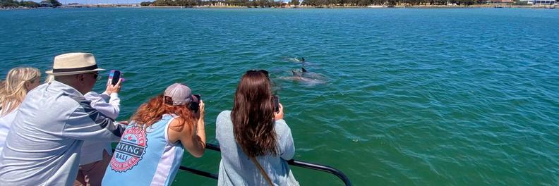 Passengers on board the White Pearl photographing dolphins in the water nearby