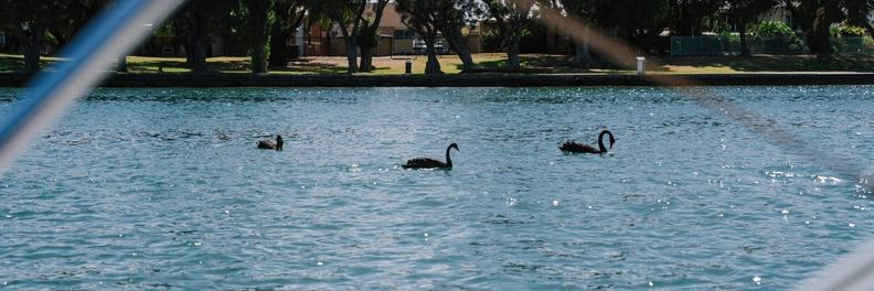 Three black swans on the estuary