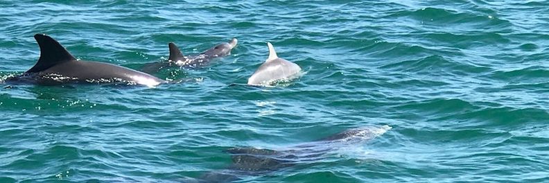 Four bottlenose dolphins surfacing together in the green water of the Mandurah estuary