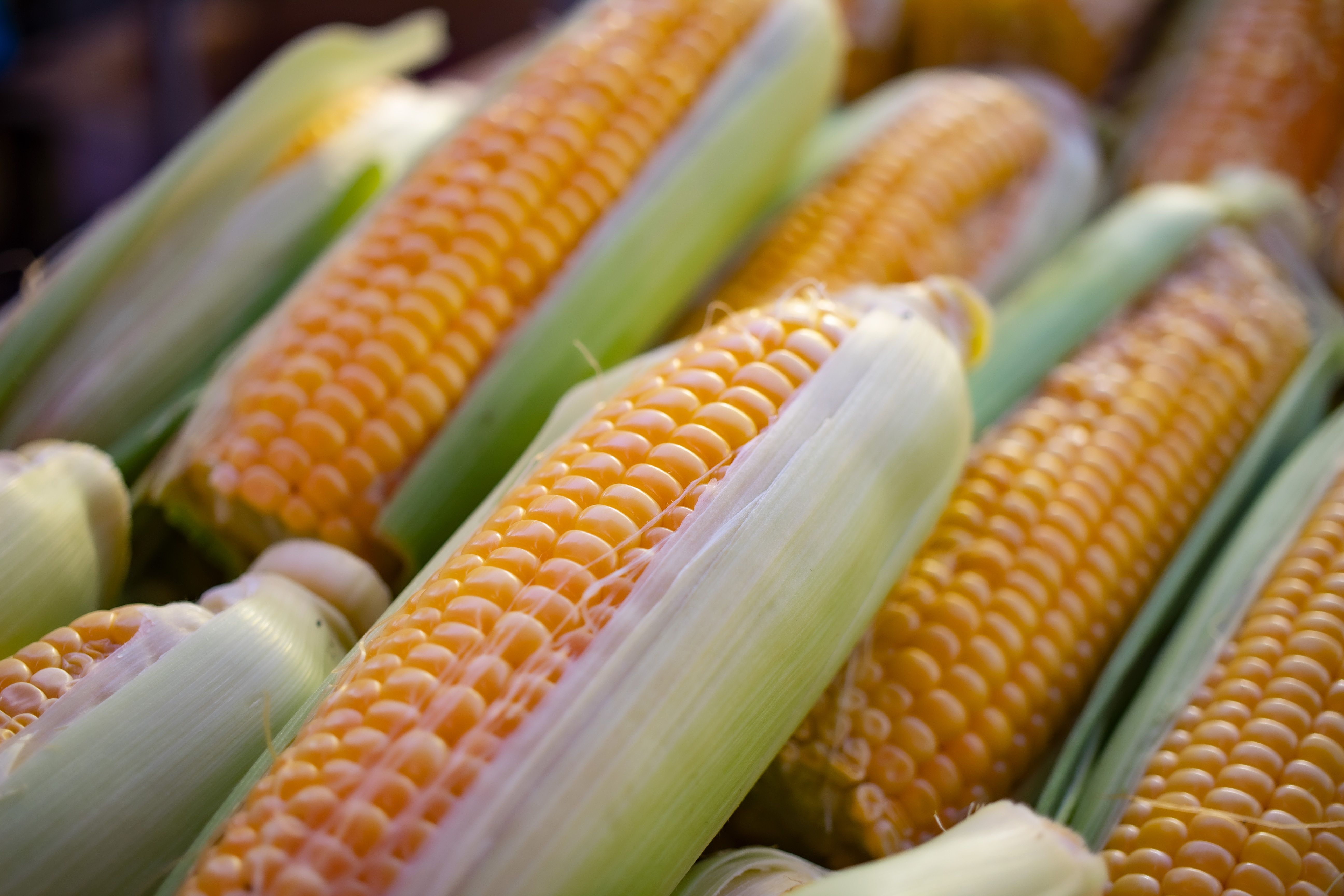 Ears of corn stacked on top of each other