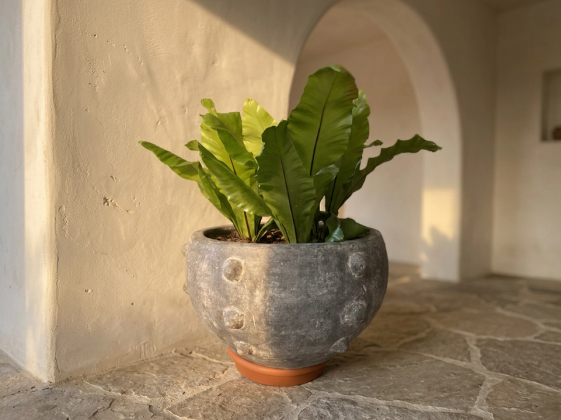 Rosetta (CENIZO)
