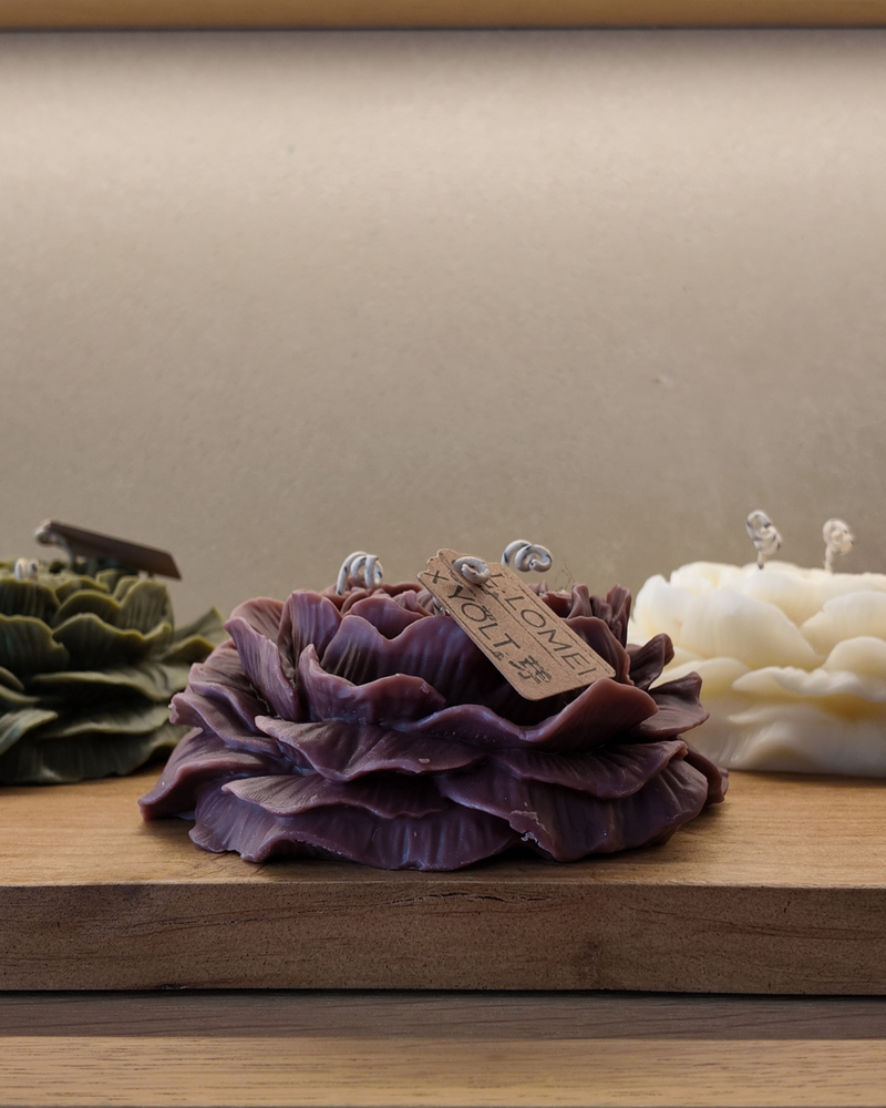 Flor Fuccia — vista 2
