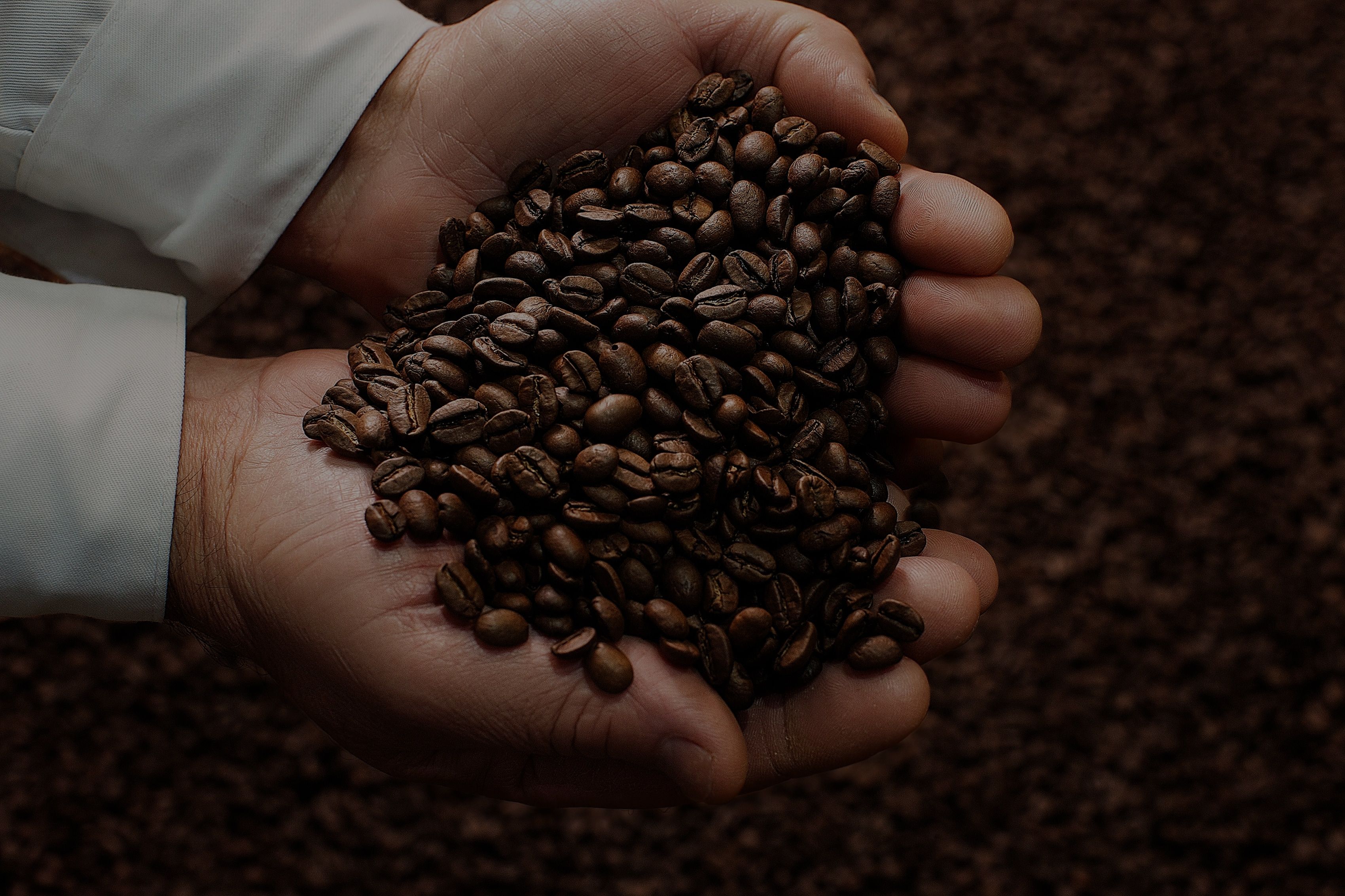 Mãos em concha seguram grãos de café torrados sobre um fundo coberto de mais grãos.