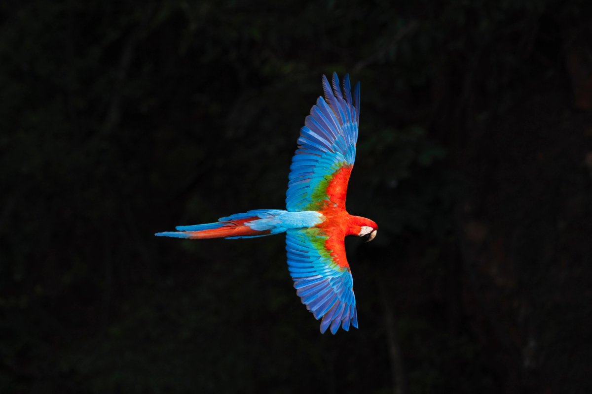 Aves — Aves 037