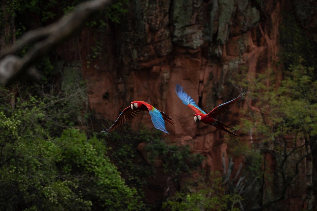 Aves — Aves 031