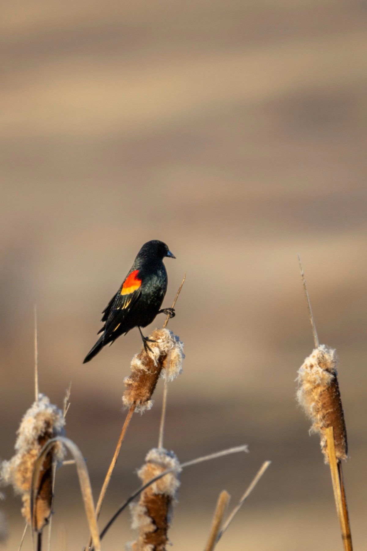 Aves — Aves 008