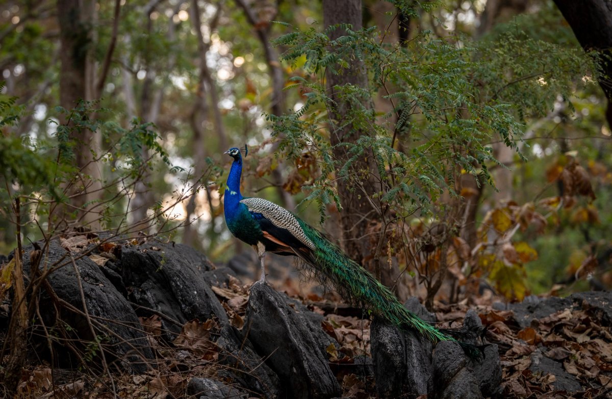 Aves — Aves 017