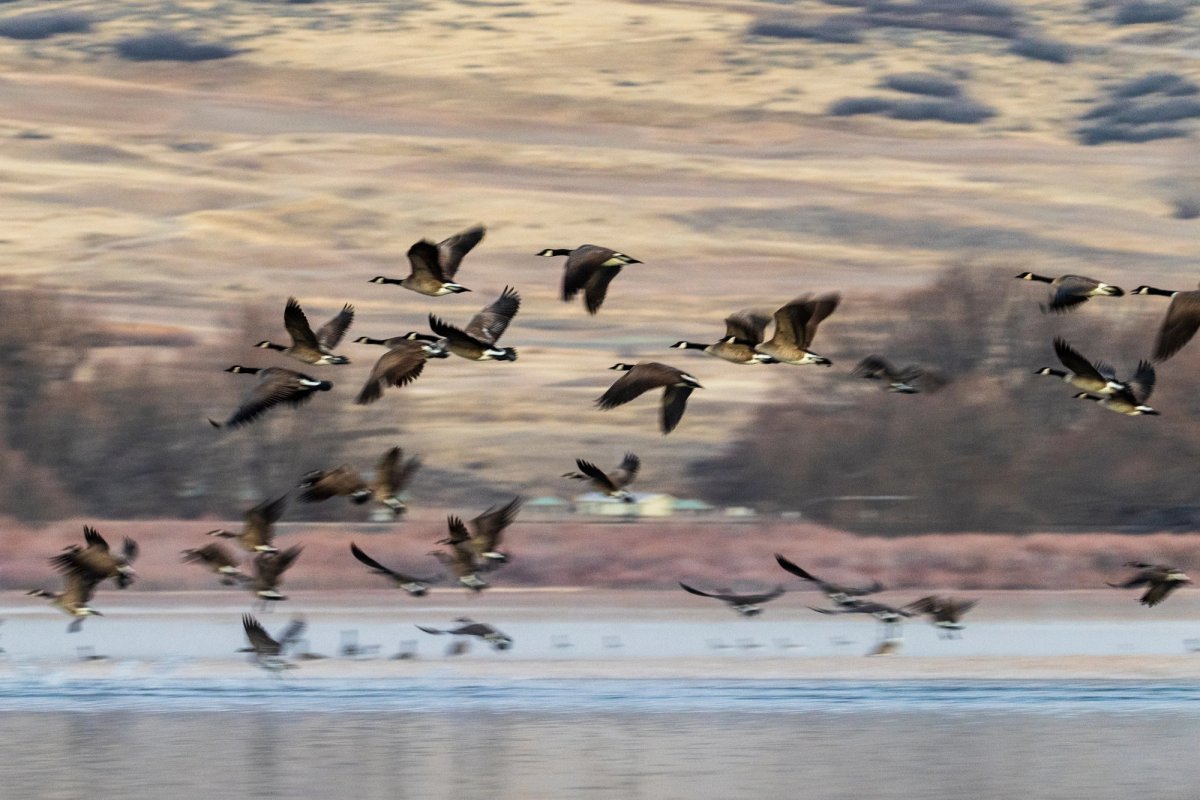Aves — Aves 012