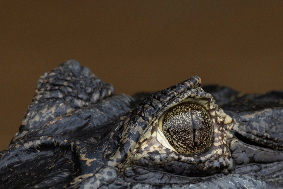 Mamíferos, reptiles y anfibios — Mamíferos, reptiles y anfibios 053