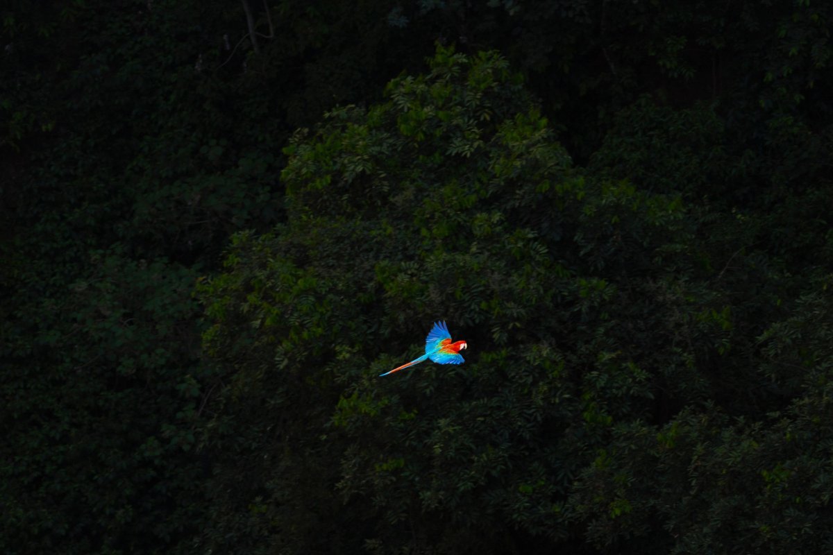 Aves — Aves 036