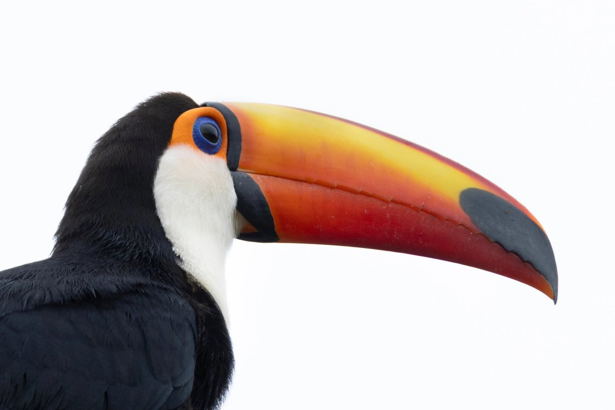 Aves — Aves 002