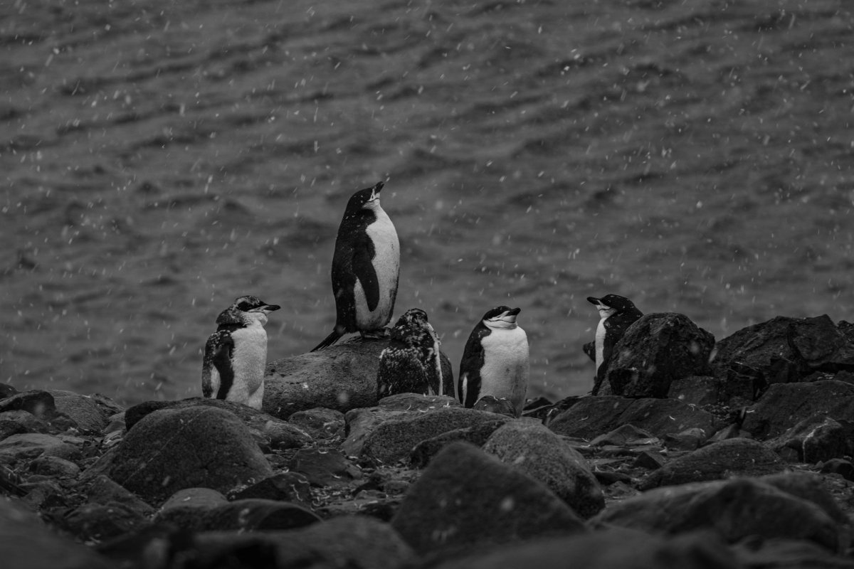 Aves — Aves 025