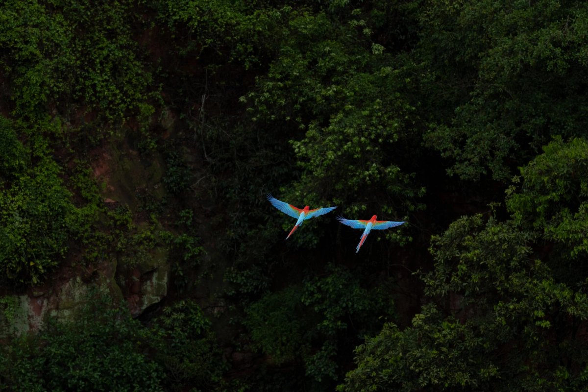 Aves — Aves 035