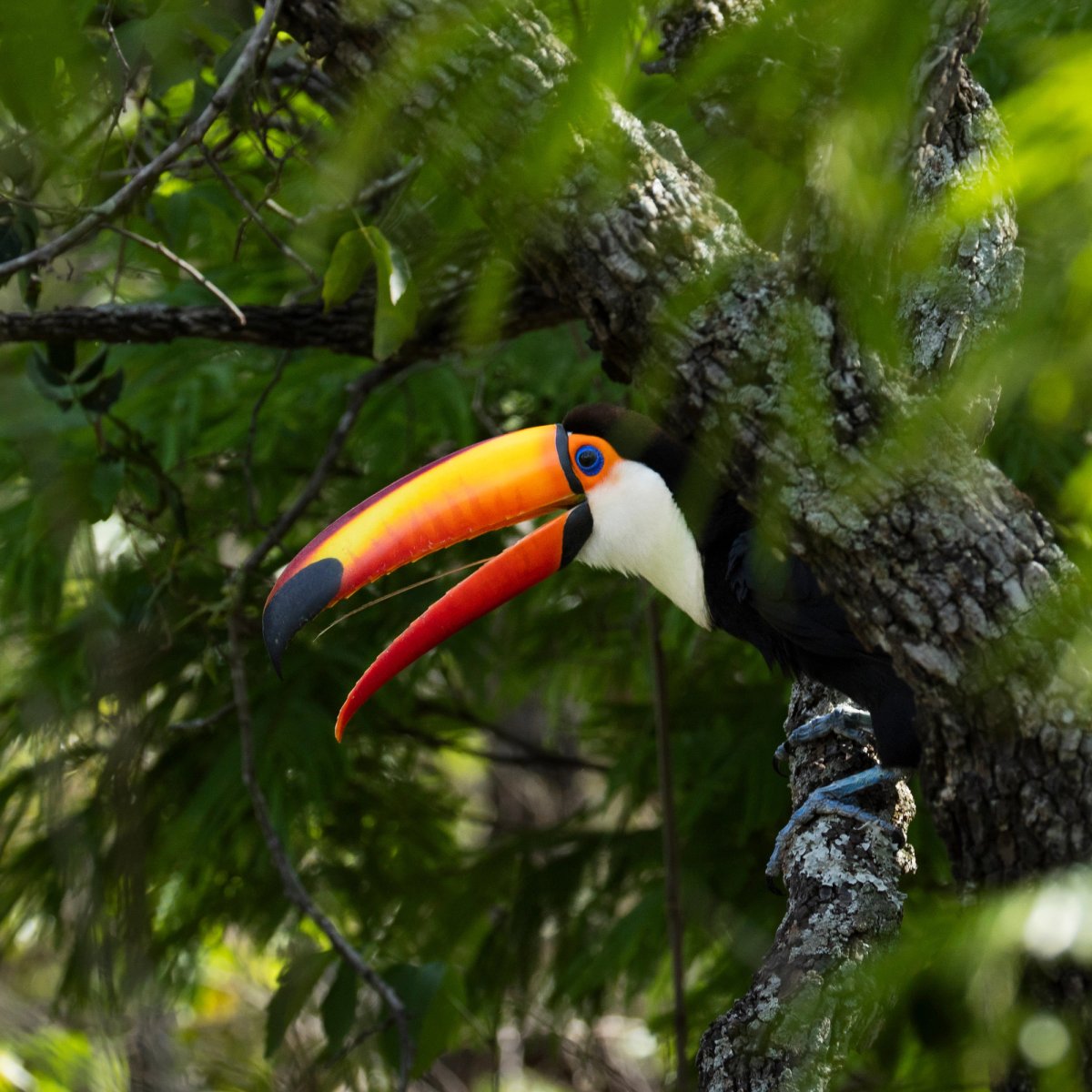 Aves — Aves 003
