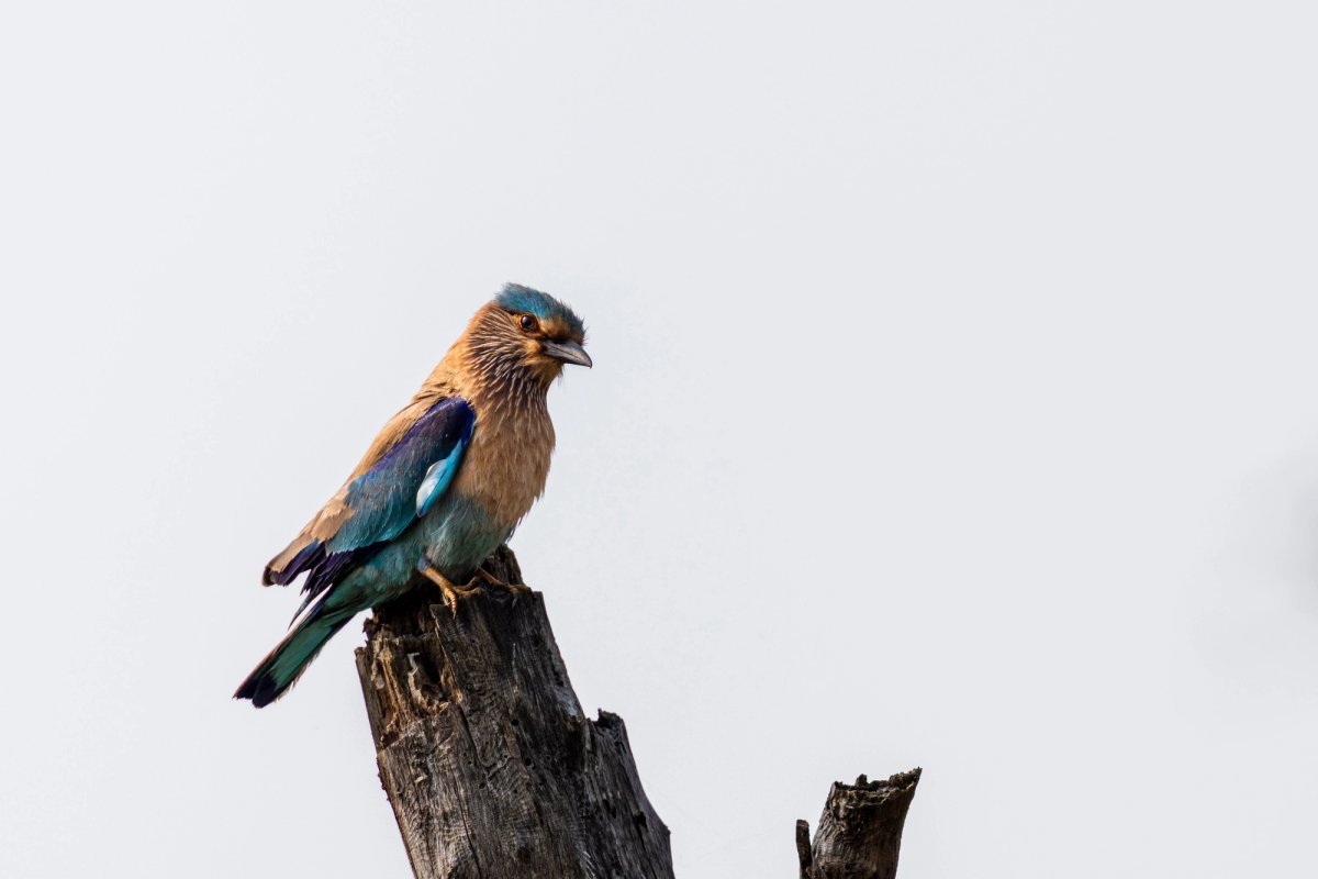 Aves — Aves 013