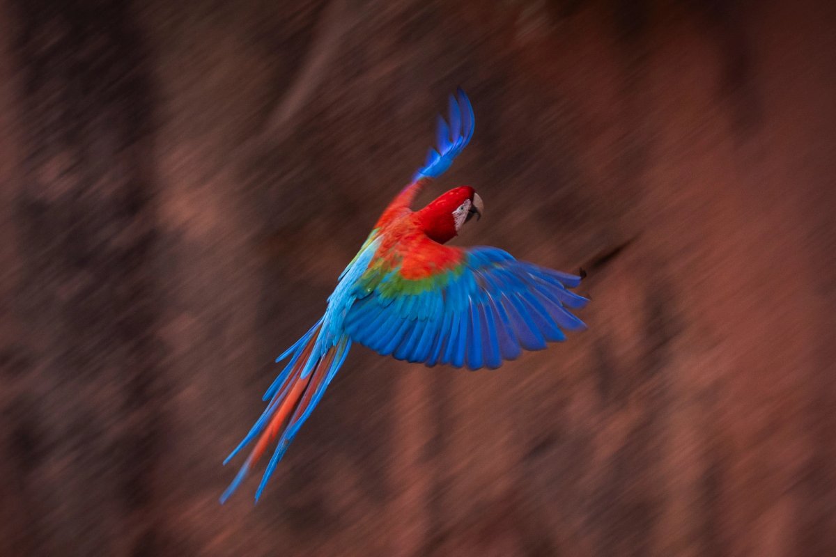 Aves — Aves 030