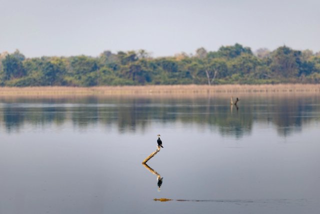 Aves 011 · 2026-AVE-0011