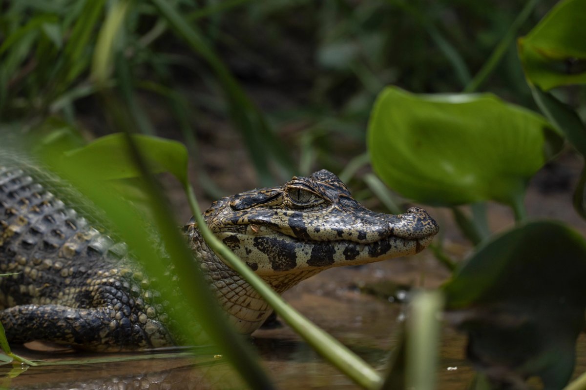 Mamíferos, reptiles y anfibios — Mamíferos, reptiles y anfibios 052