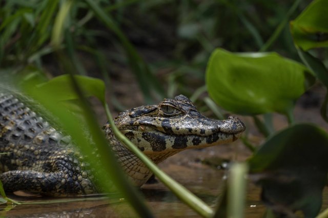 Mamíferos, reptiles y anfibios 052 · 2025-MAM-0052