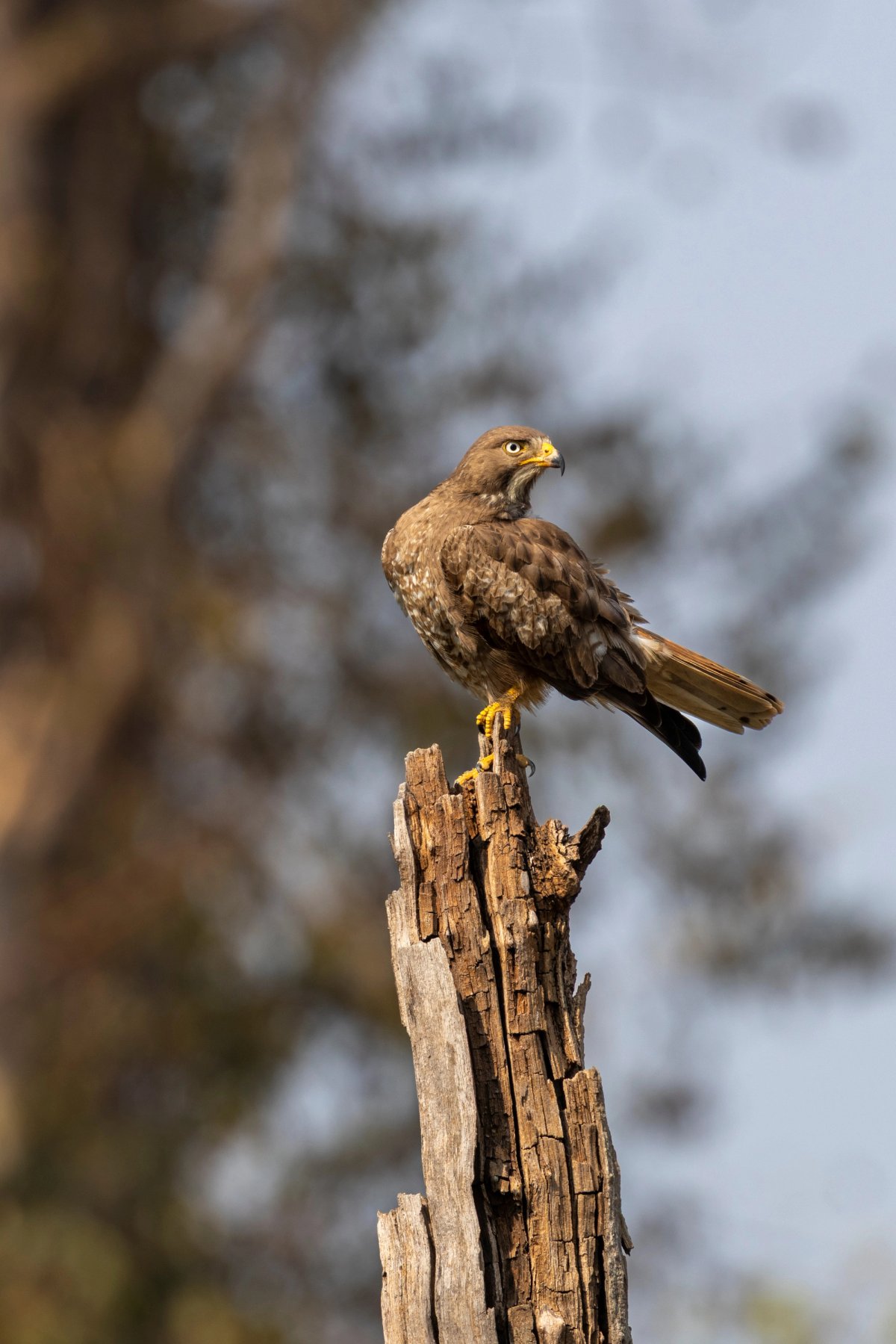 Aves — Aves 010