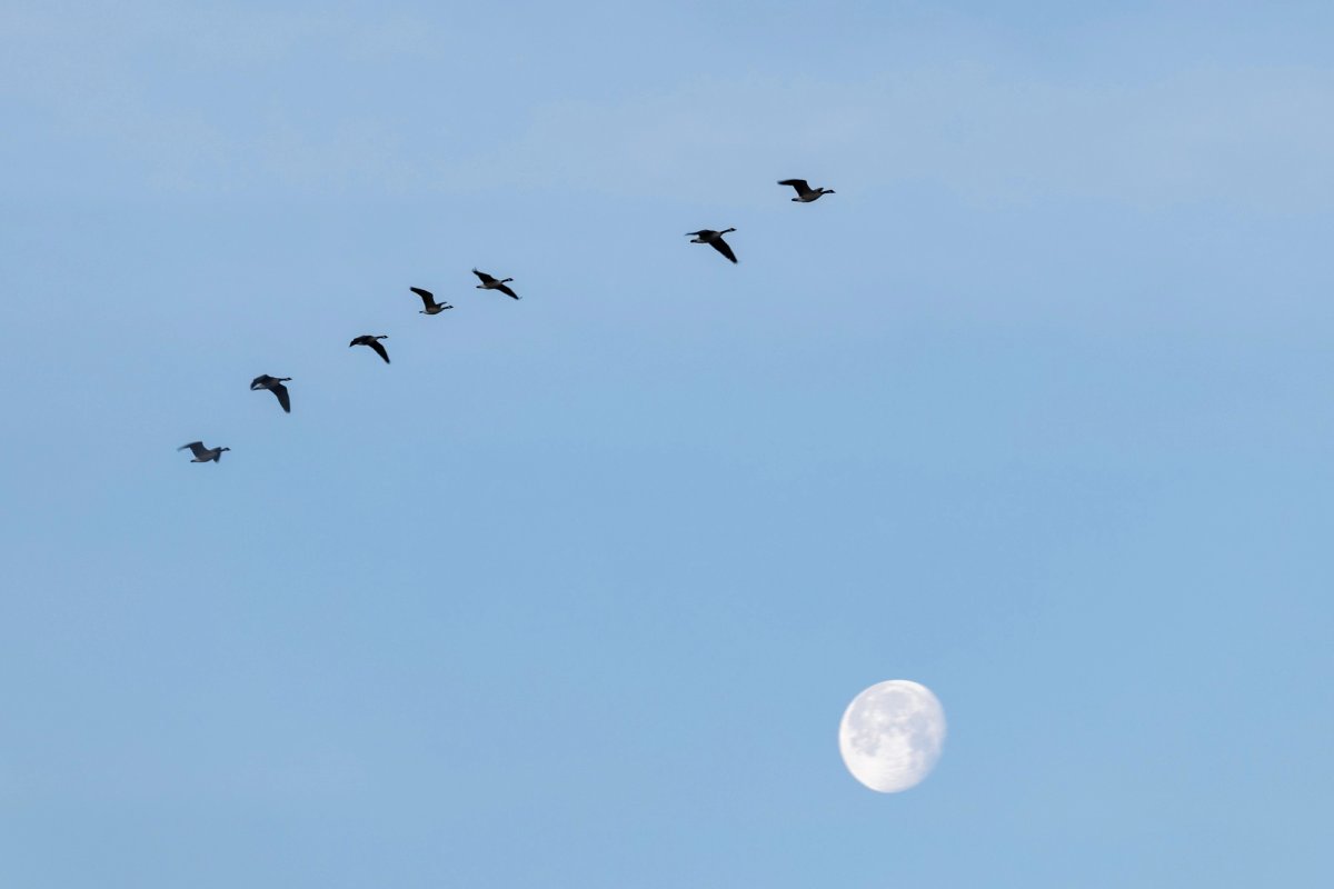 Aves — Aves 018