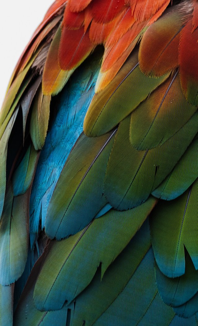 Aves 026 · 2025-AVE-0026