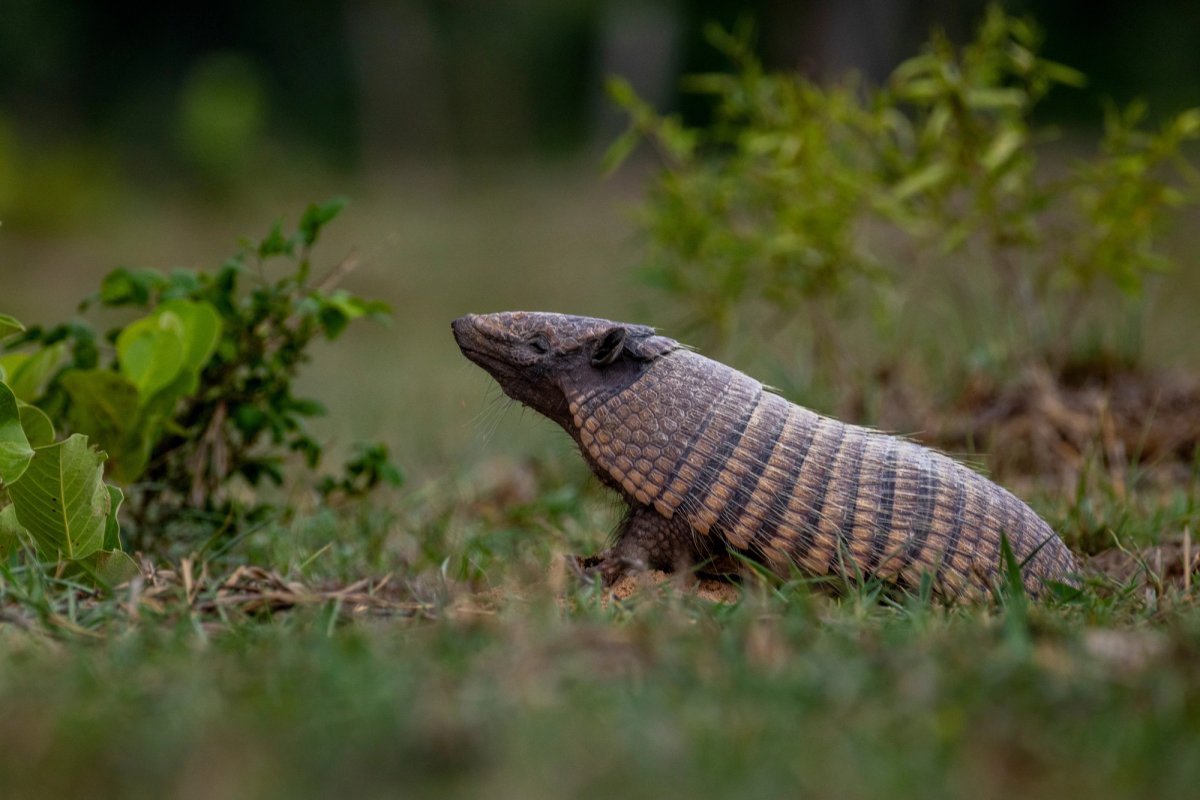 Mamíferos, reptiles y anfibios — Mamíferos, reptiles y anfibios 060