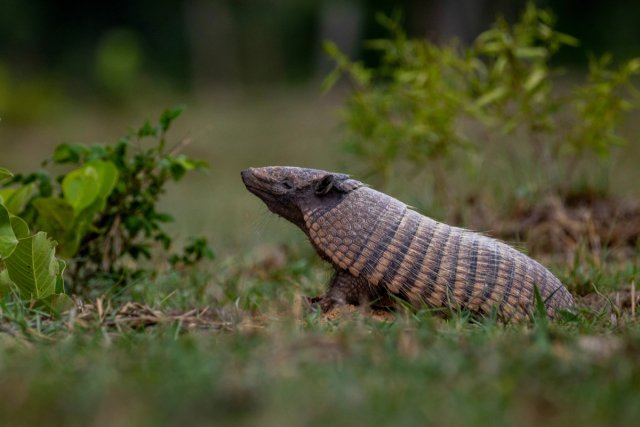 Mamíferos, reptiles y anfibios 060 · 2025-MAM-0060