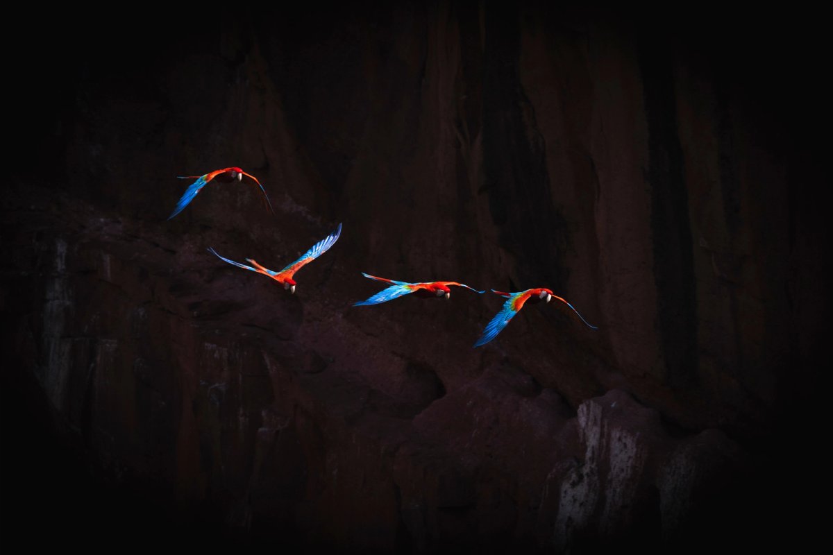Aves — Aves 034