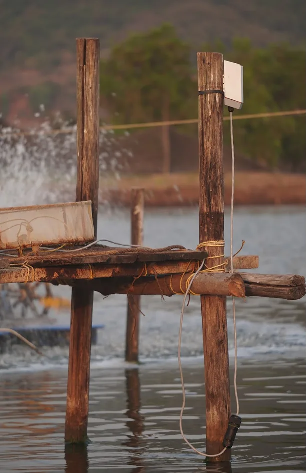 LoRaWAN gateway providing long-range wireless coverage across fish ponds