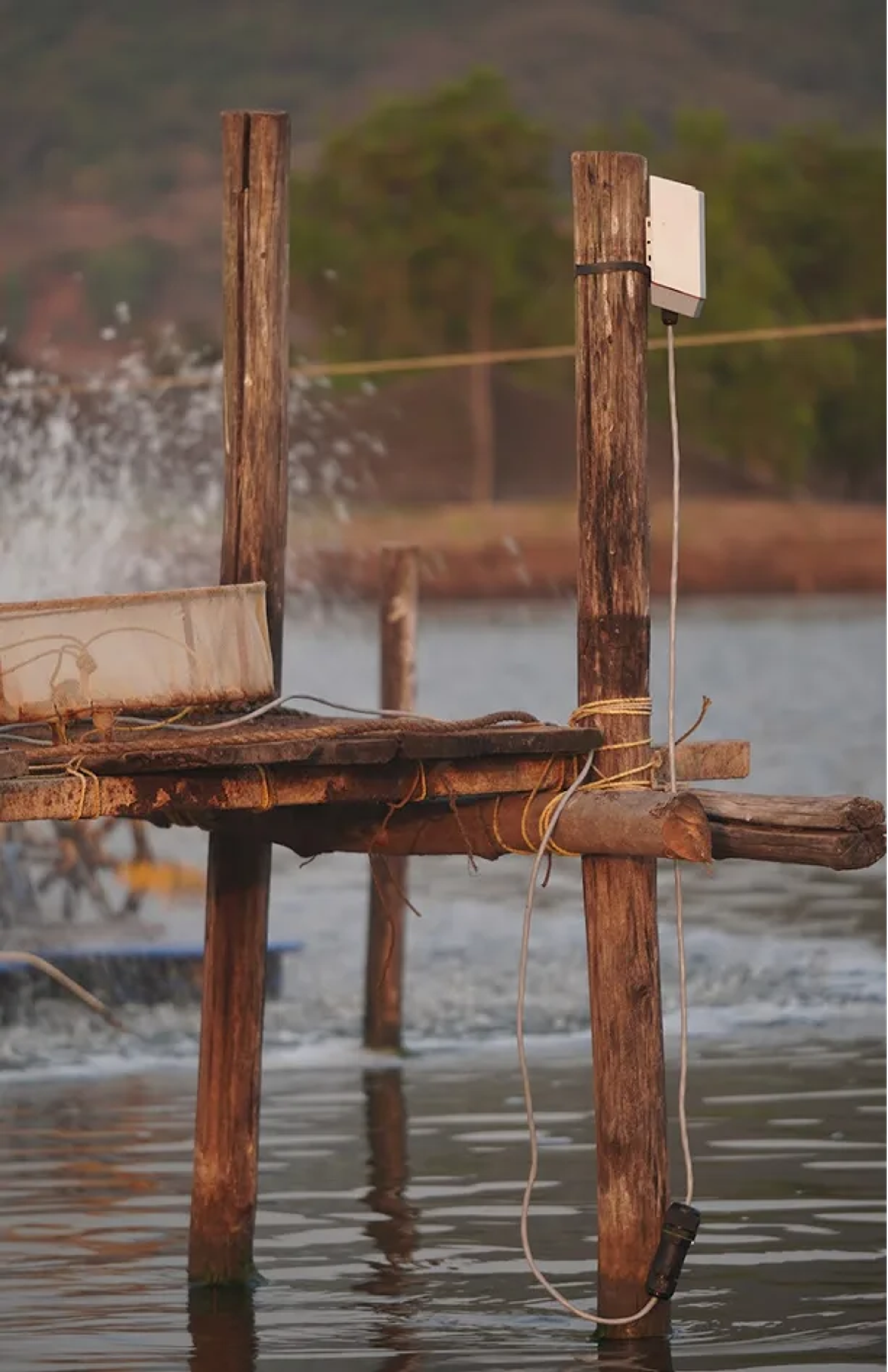 LoRaWAN gateway providing long-range wireless coverage across fish ponds