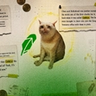 CASHCAT Explodes 1,700% in 24 Hours: Robinhood Chain's First Viral Memecoin