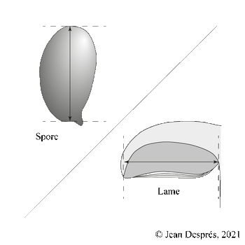 Schema