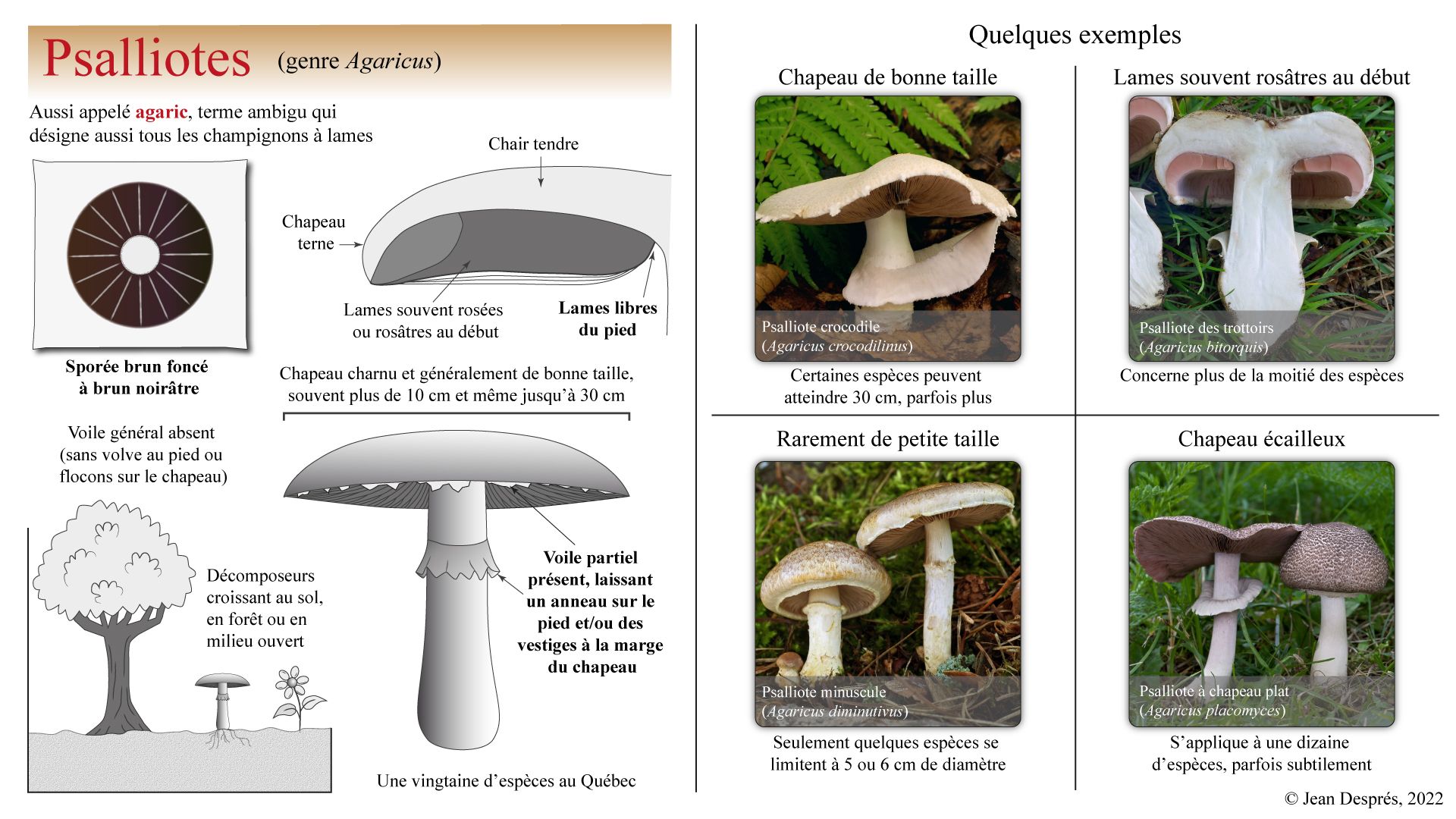 Planche anatomique des Psalliotes