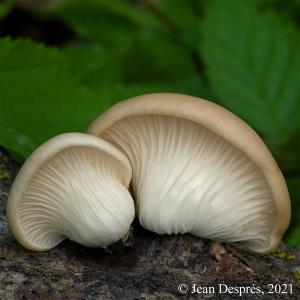 Pleurote